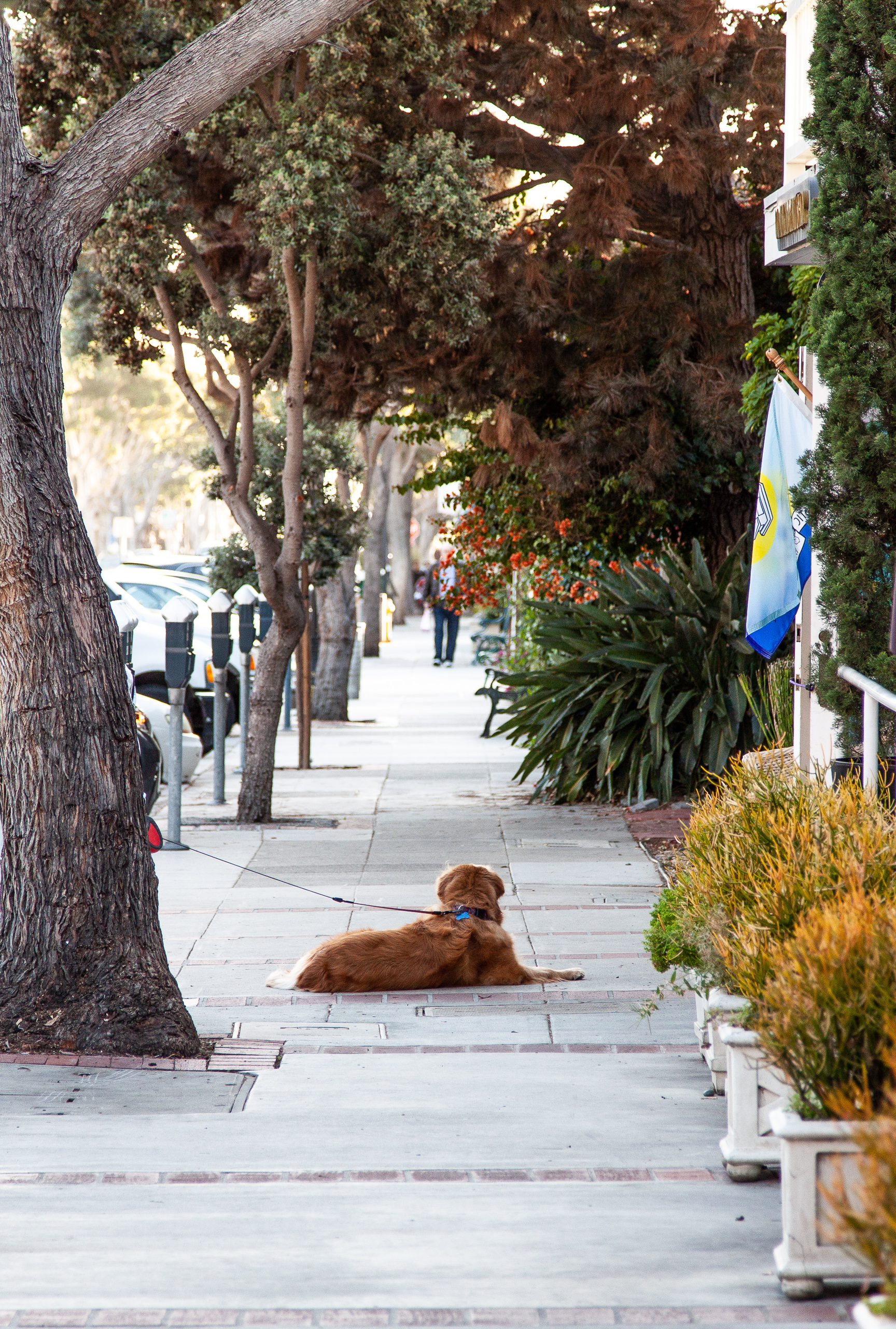 Lazy dog in Laguna Beach