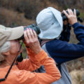 Laguna Beach bird watching