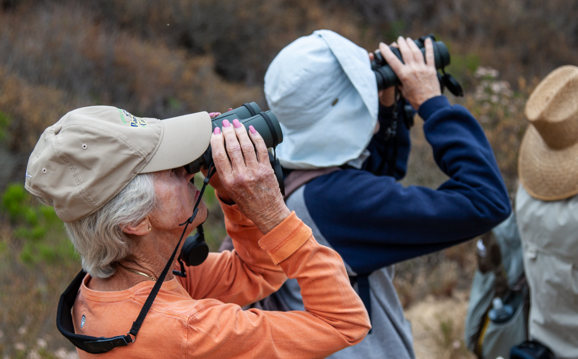 Laguna Beach bird watching